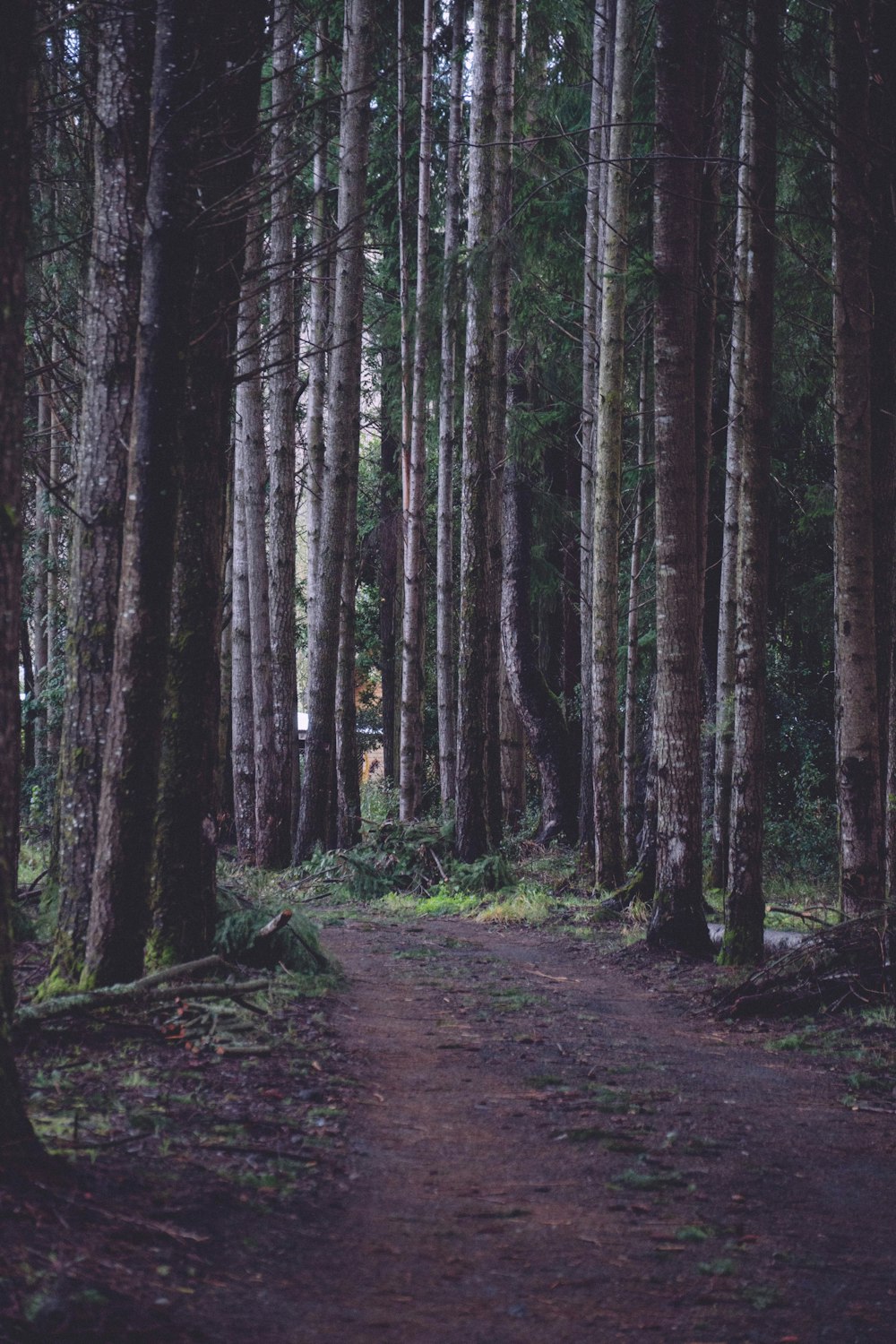 a dirt path in the middle of a forest