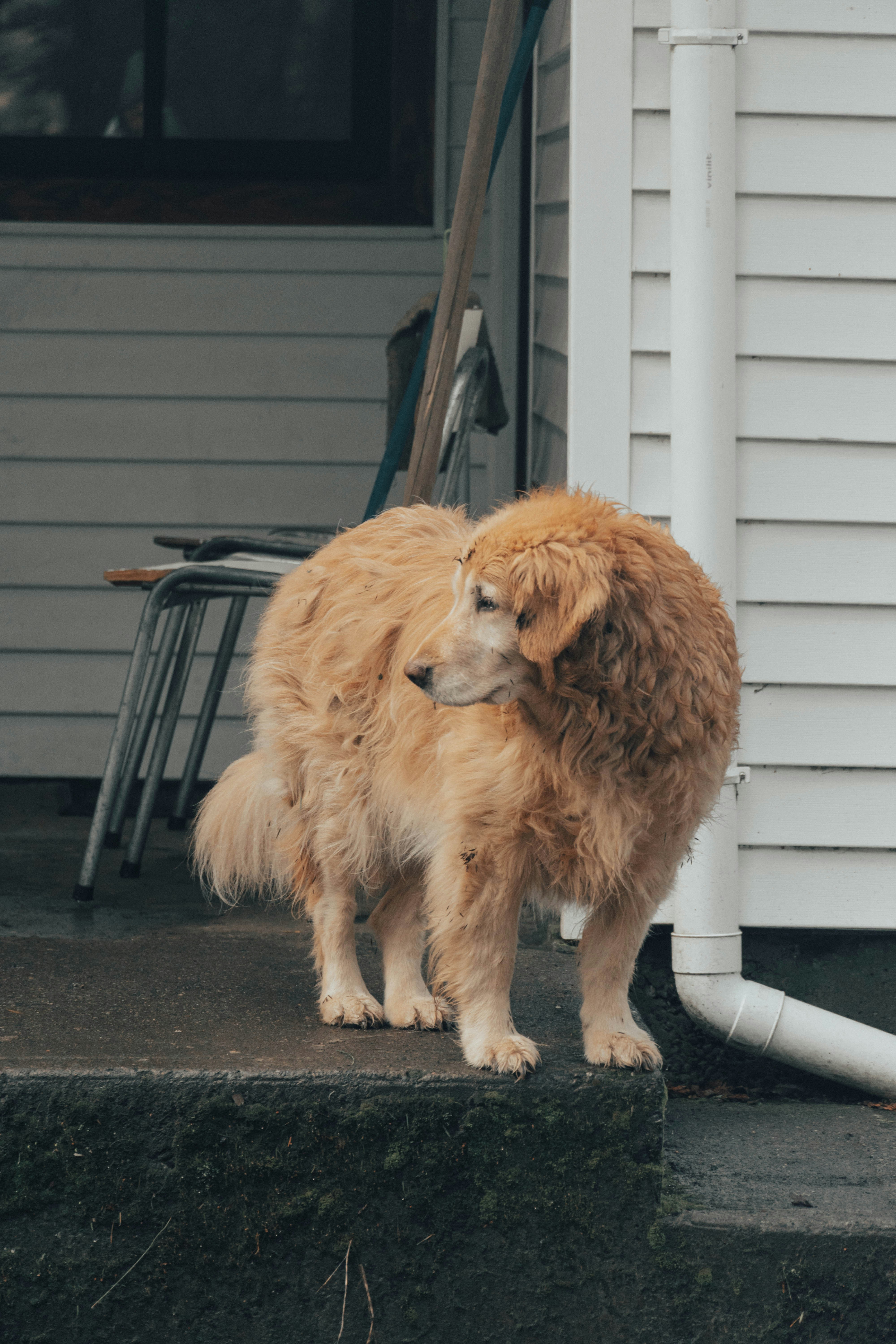 a brown dog standing on a step next to a white house