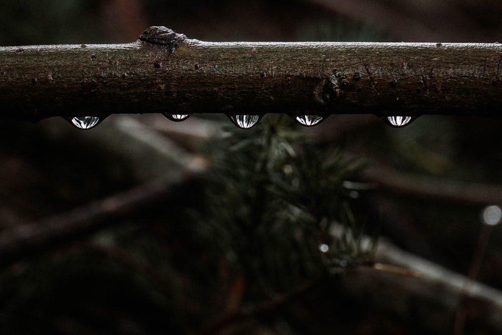 three drops of water on a tree branch
