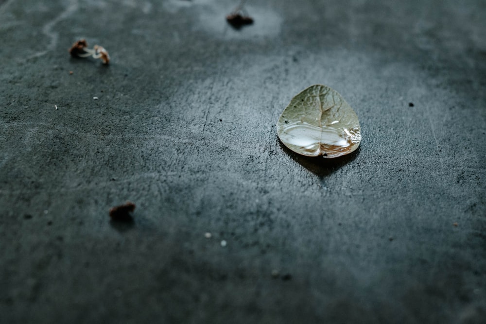 a single shell on the ground in the rain