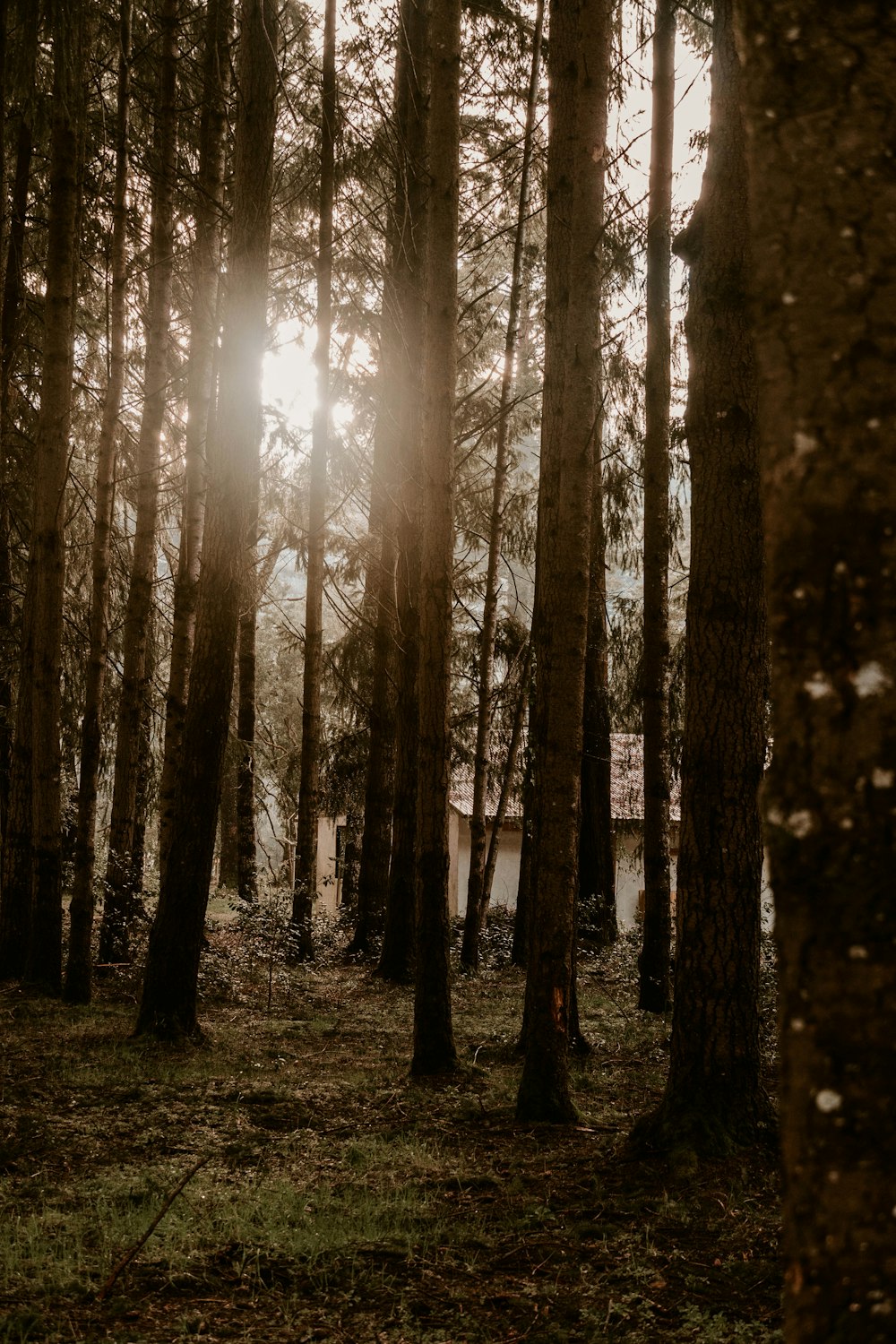 the sun shines through the trees in the forest