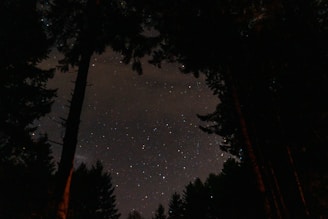 A twilight sky framed by ancient trees, with stars beginning to twinkle.