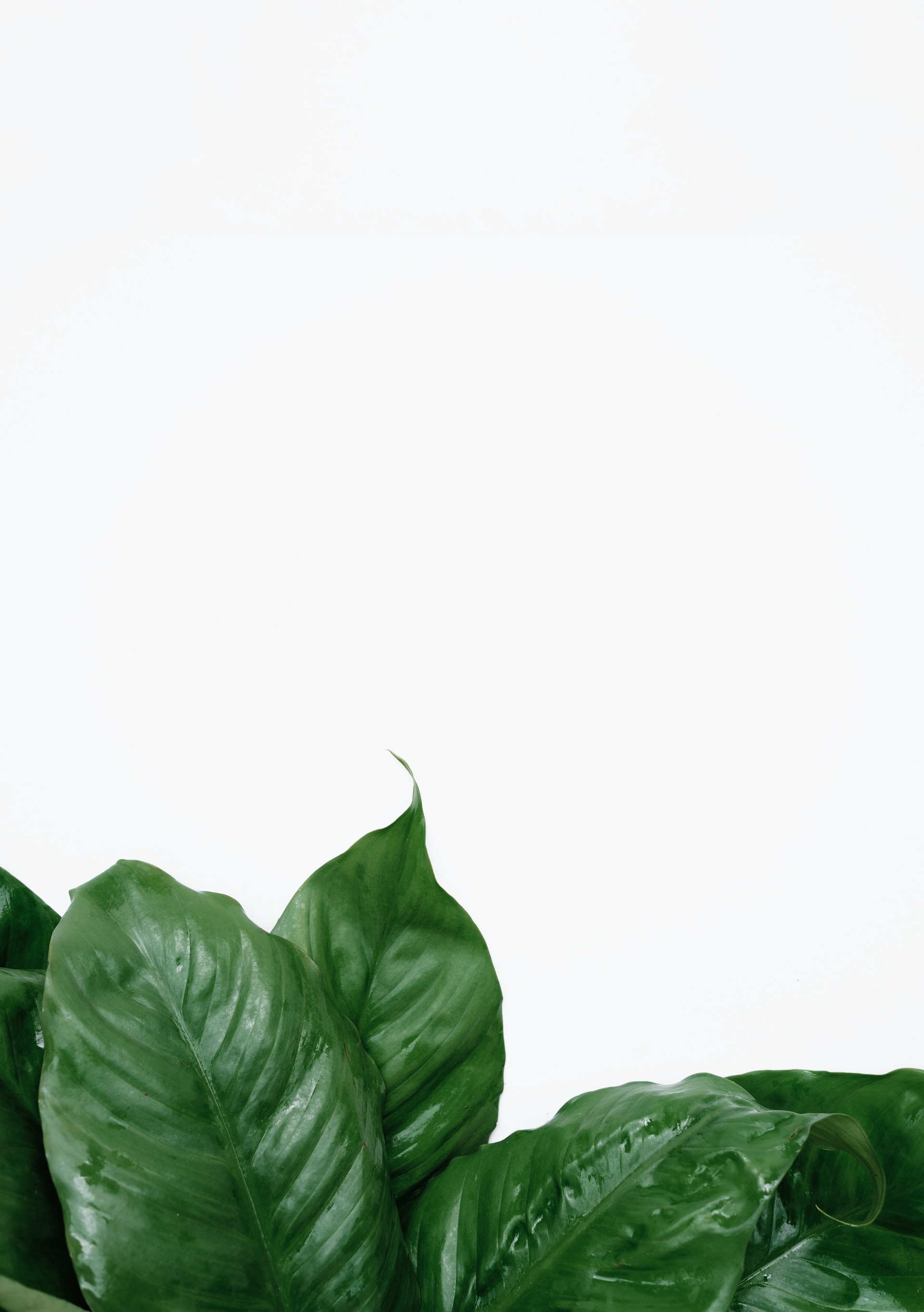 a close up of a green plant on a white background