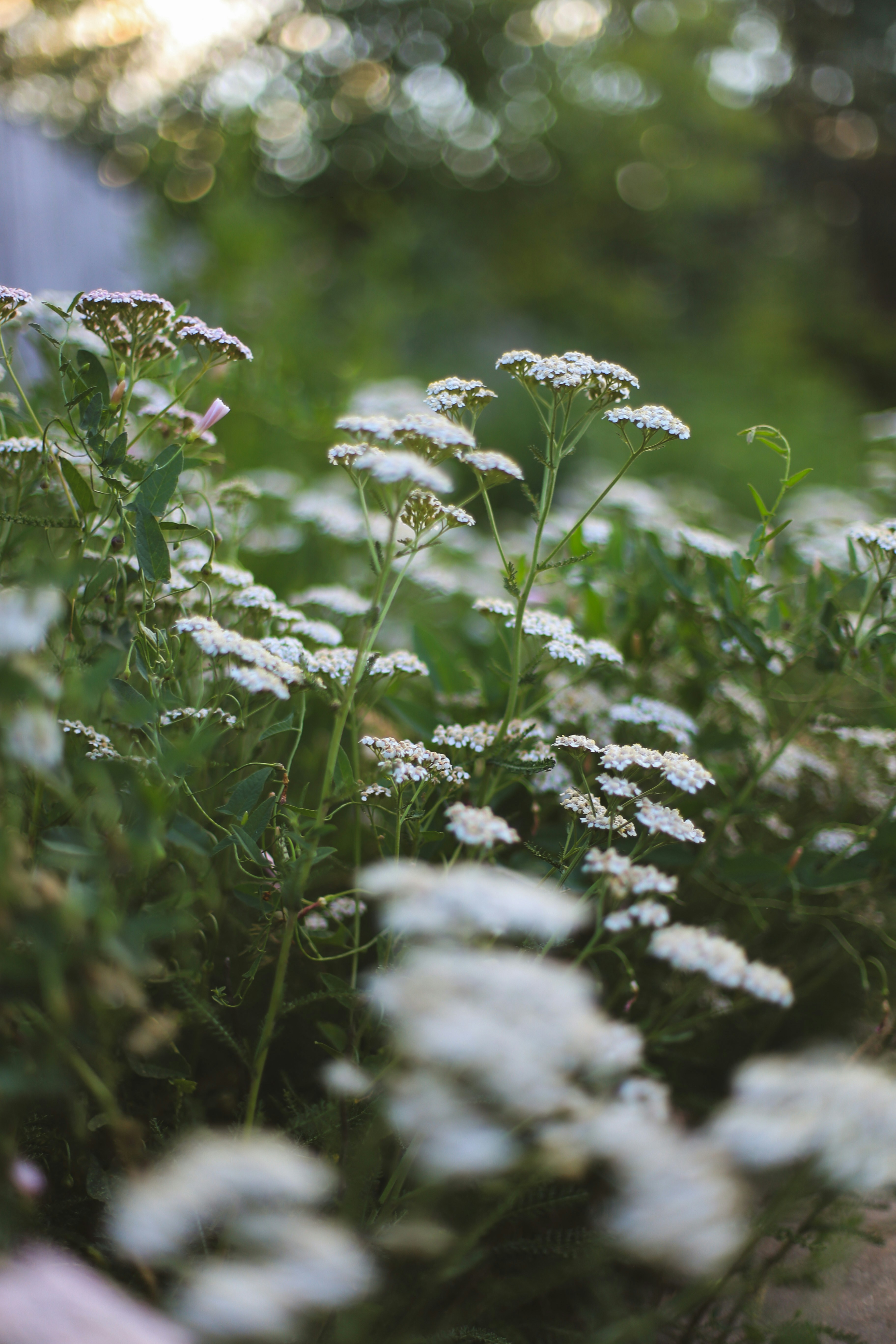 Photo by jessicalfadel