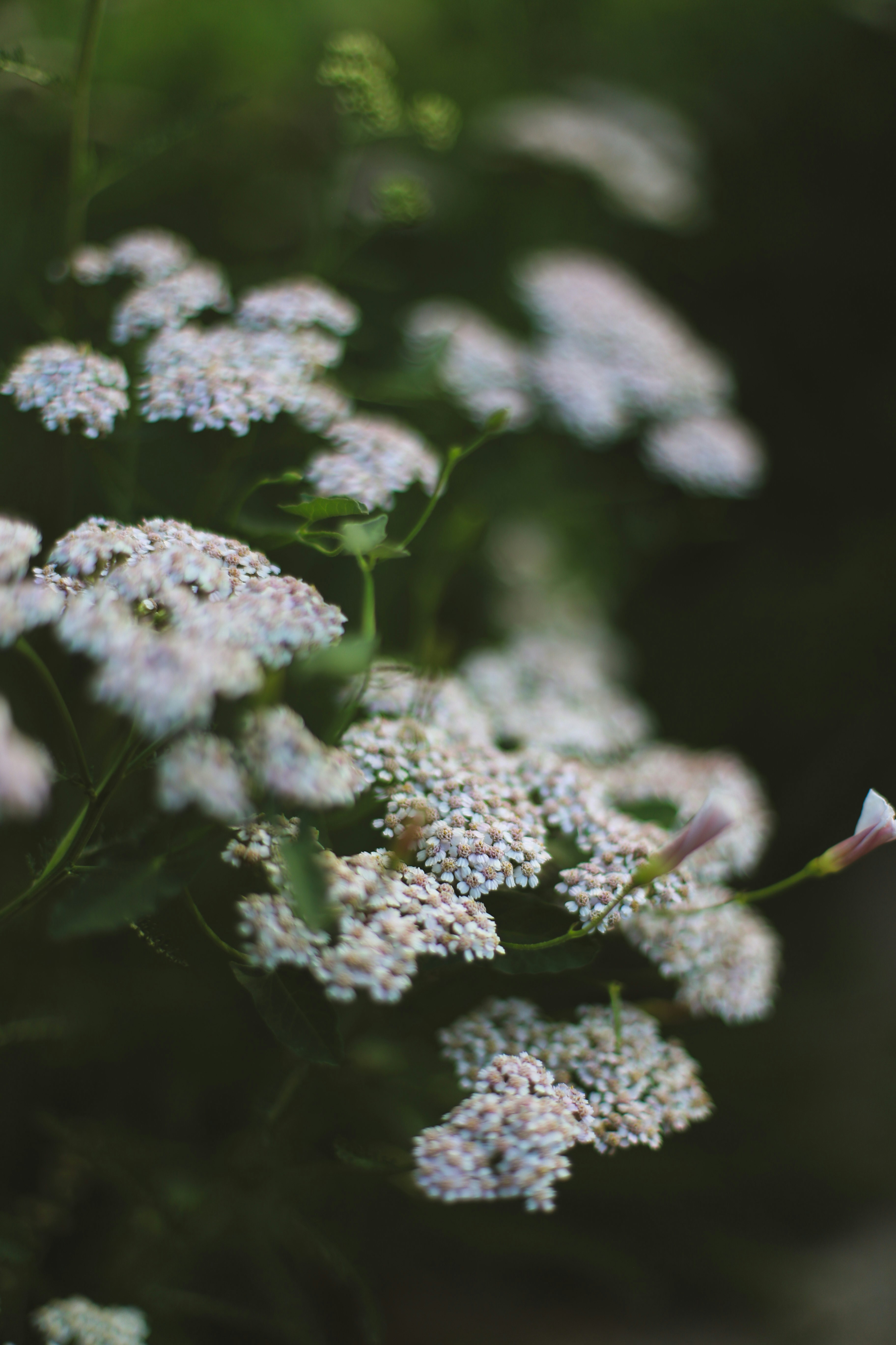 Photo by jessicalfadel