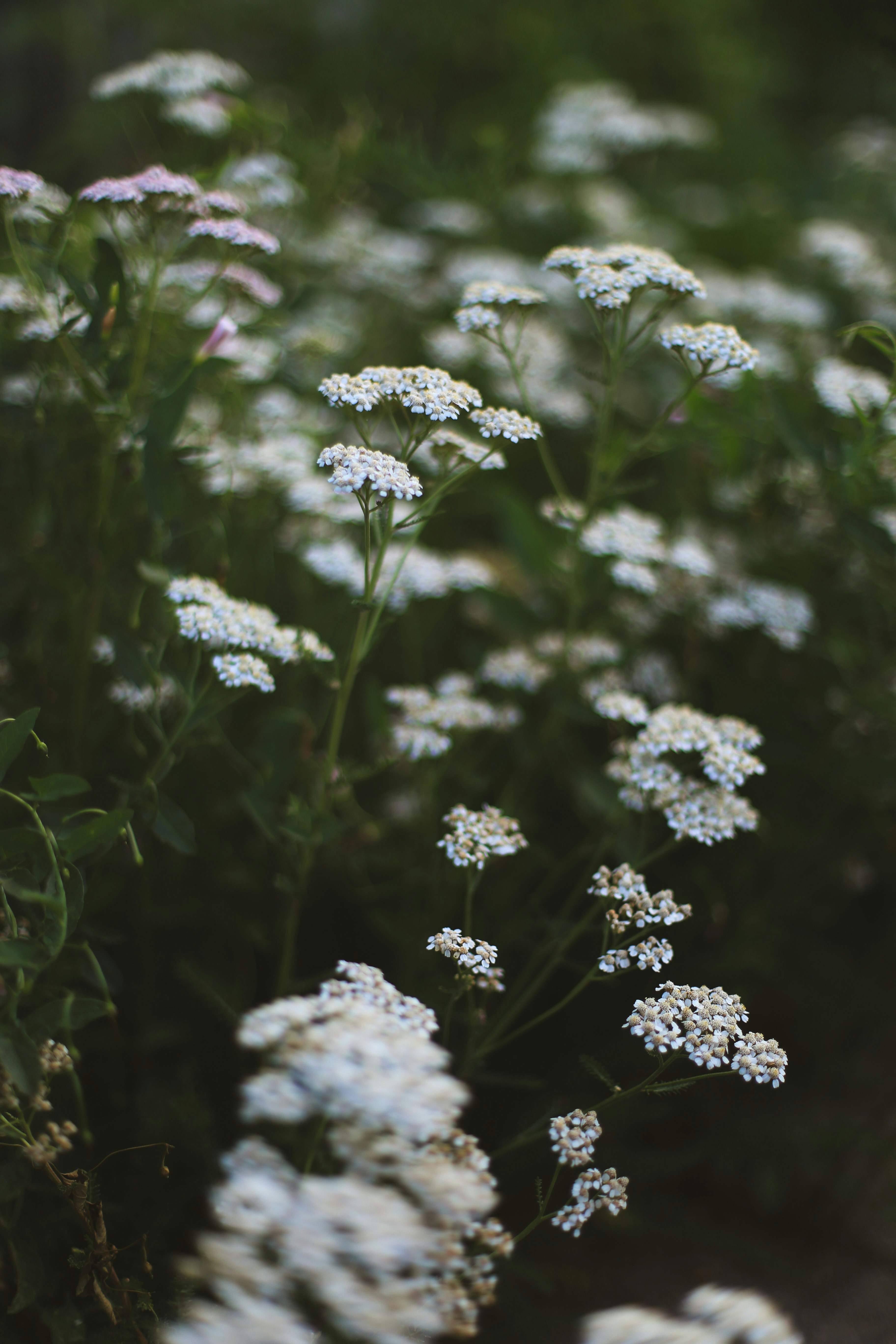 Photo by jessicalfadel