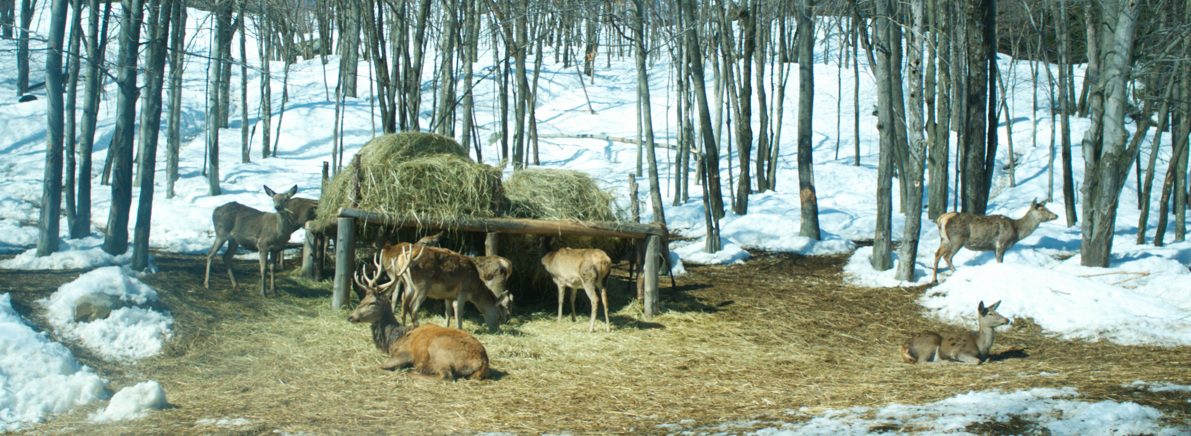 a herd of deer standing next to a pile of hay