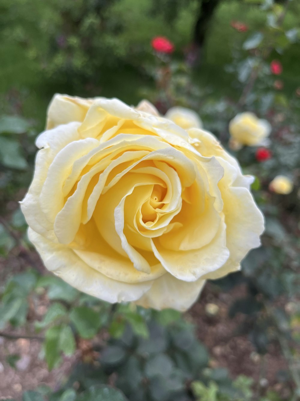 a close up of a yellow rose in a garden