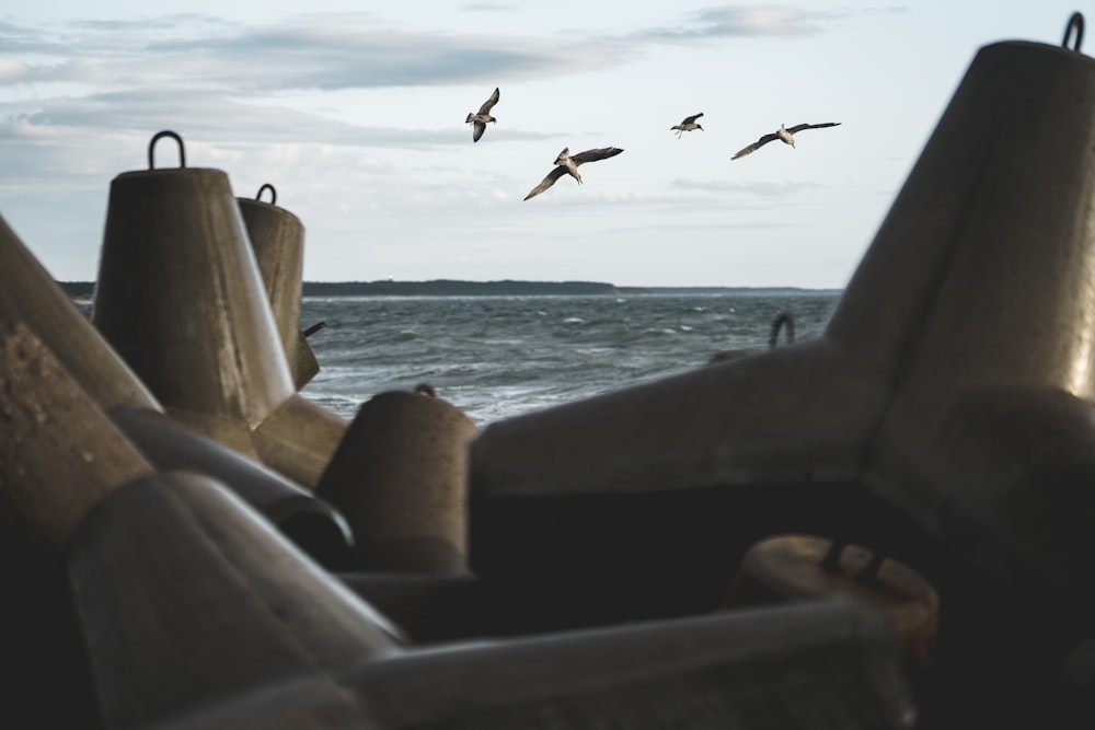 a flock of birds flying over a body of water