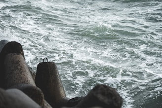 a bird sitting on a rock near the ocean