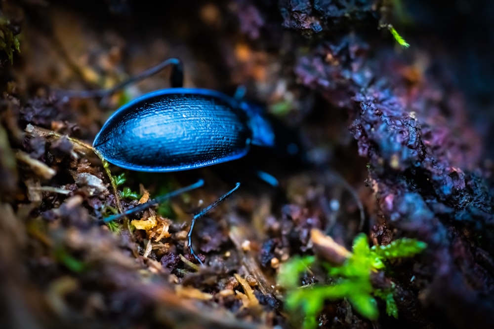 a blue bug sitting on top of a forest floor