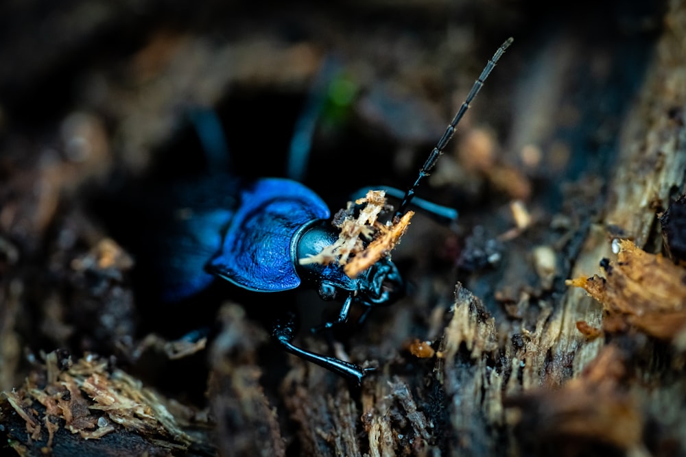 a close up of a bug on the ground