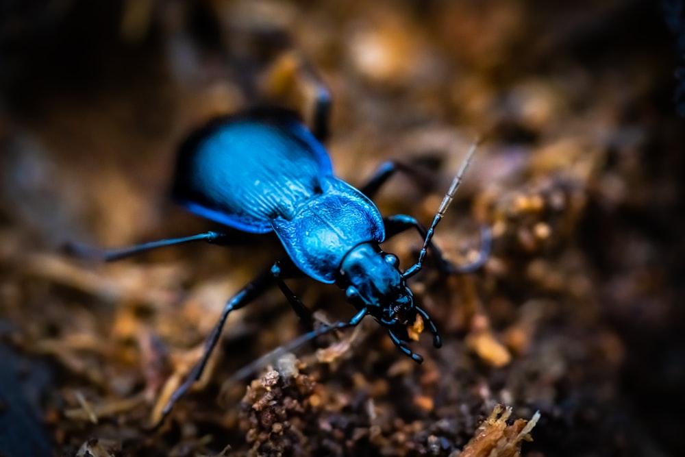 Un insecte bleu est assis sur le sol