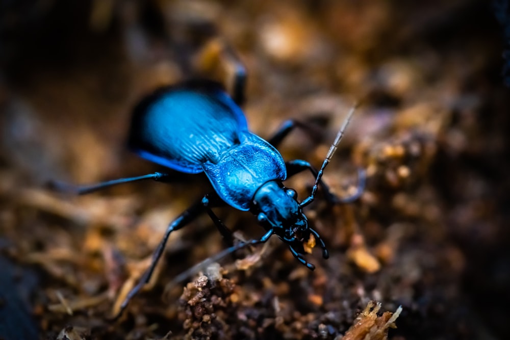 a blue bug is sitting on the ground