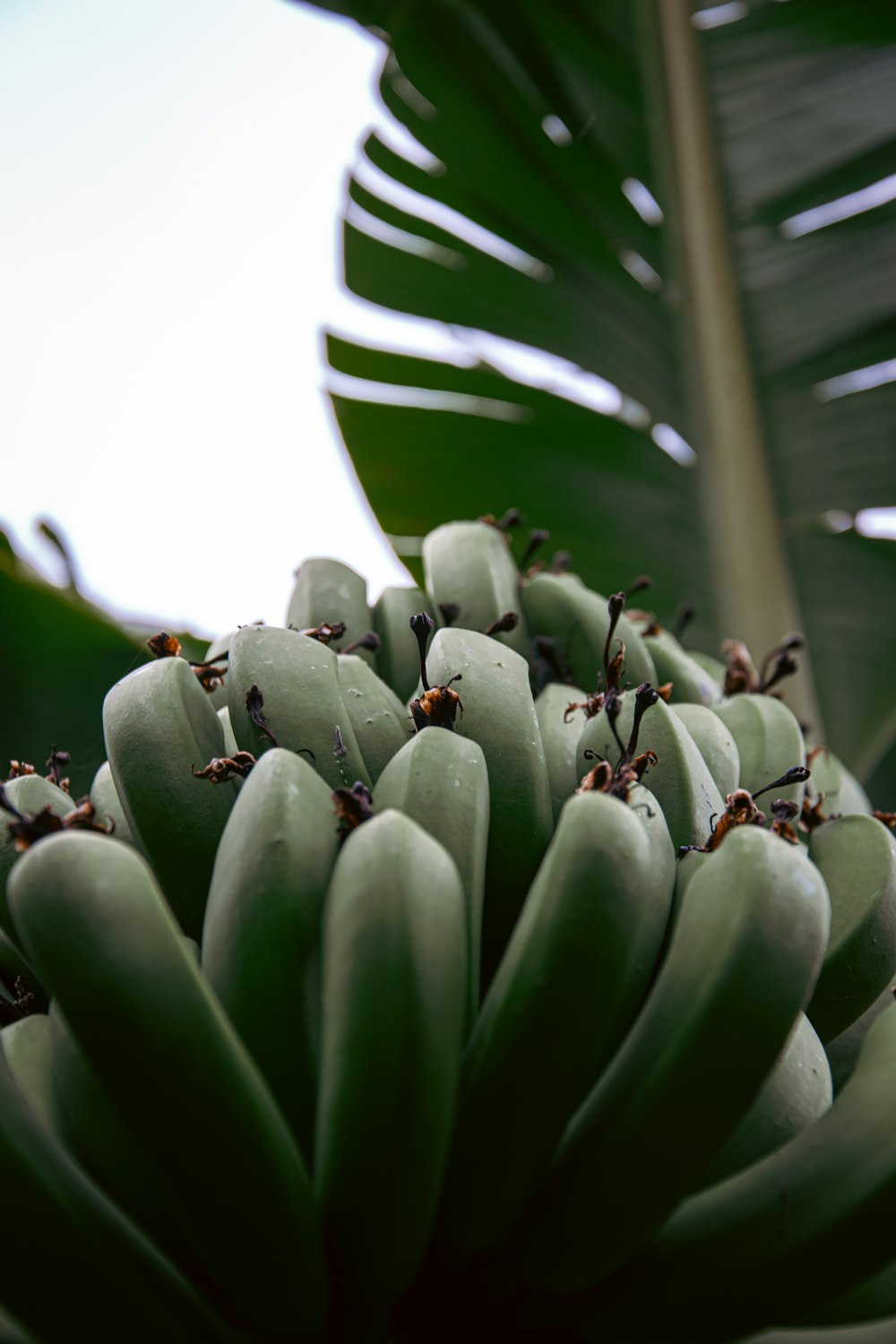 a bunch of green bananas hanging from a tree