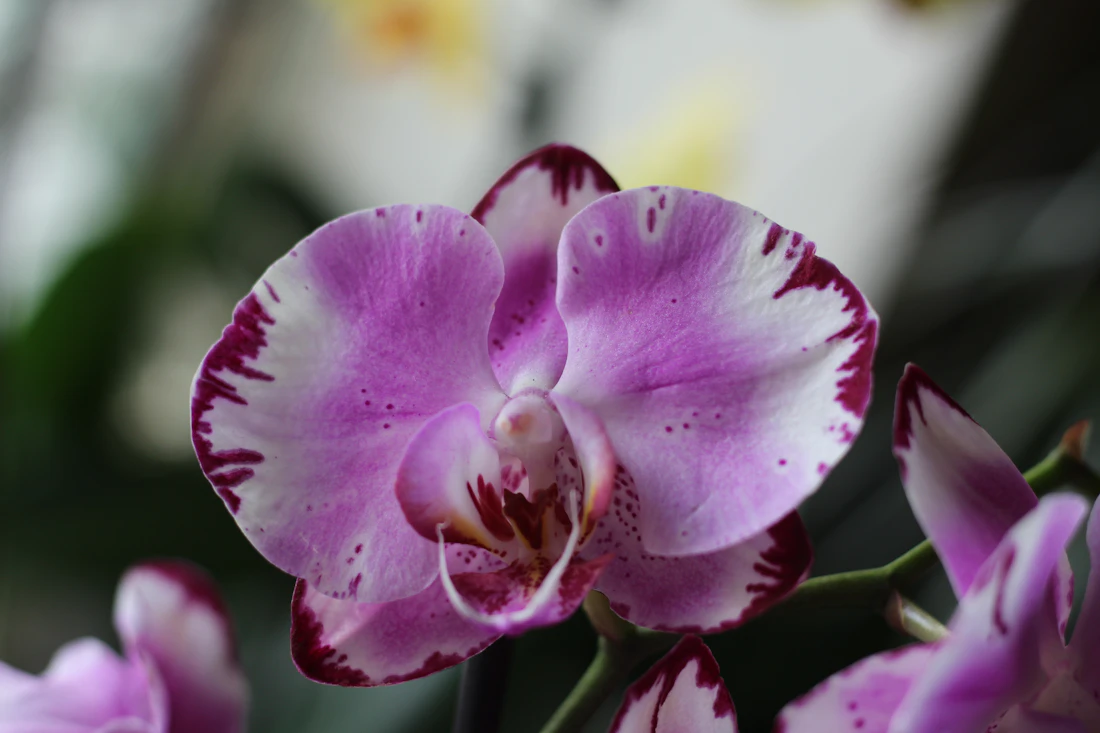 Phalaenopsis figuren
