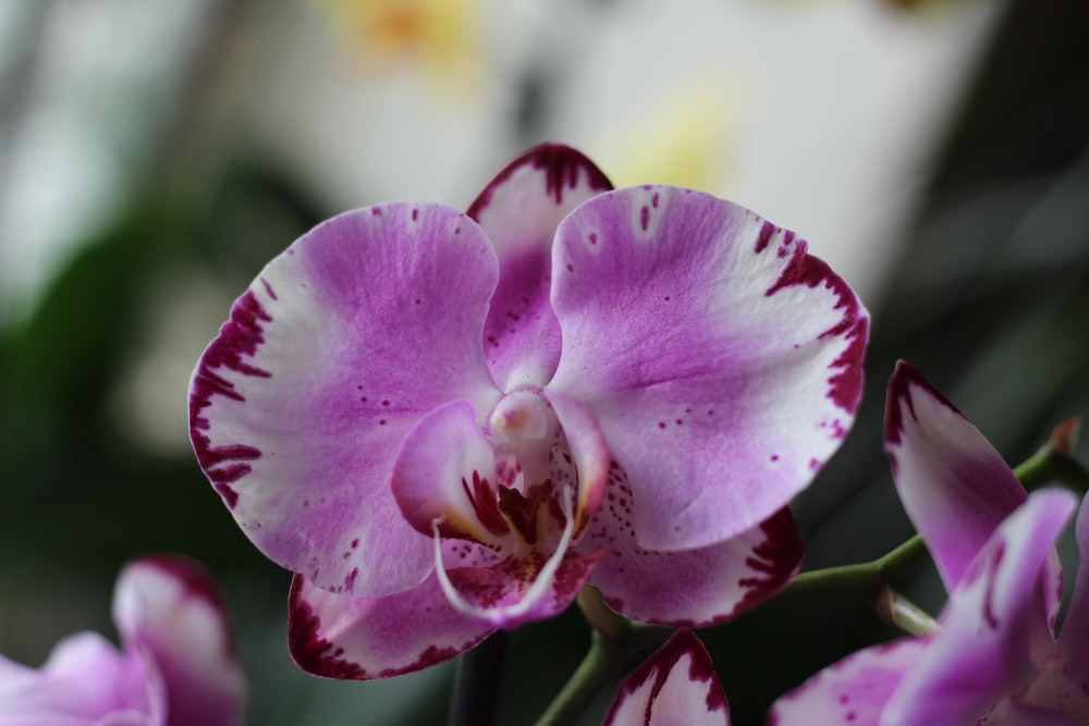 a close up of a purple and white flower