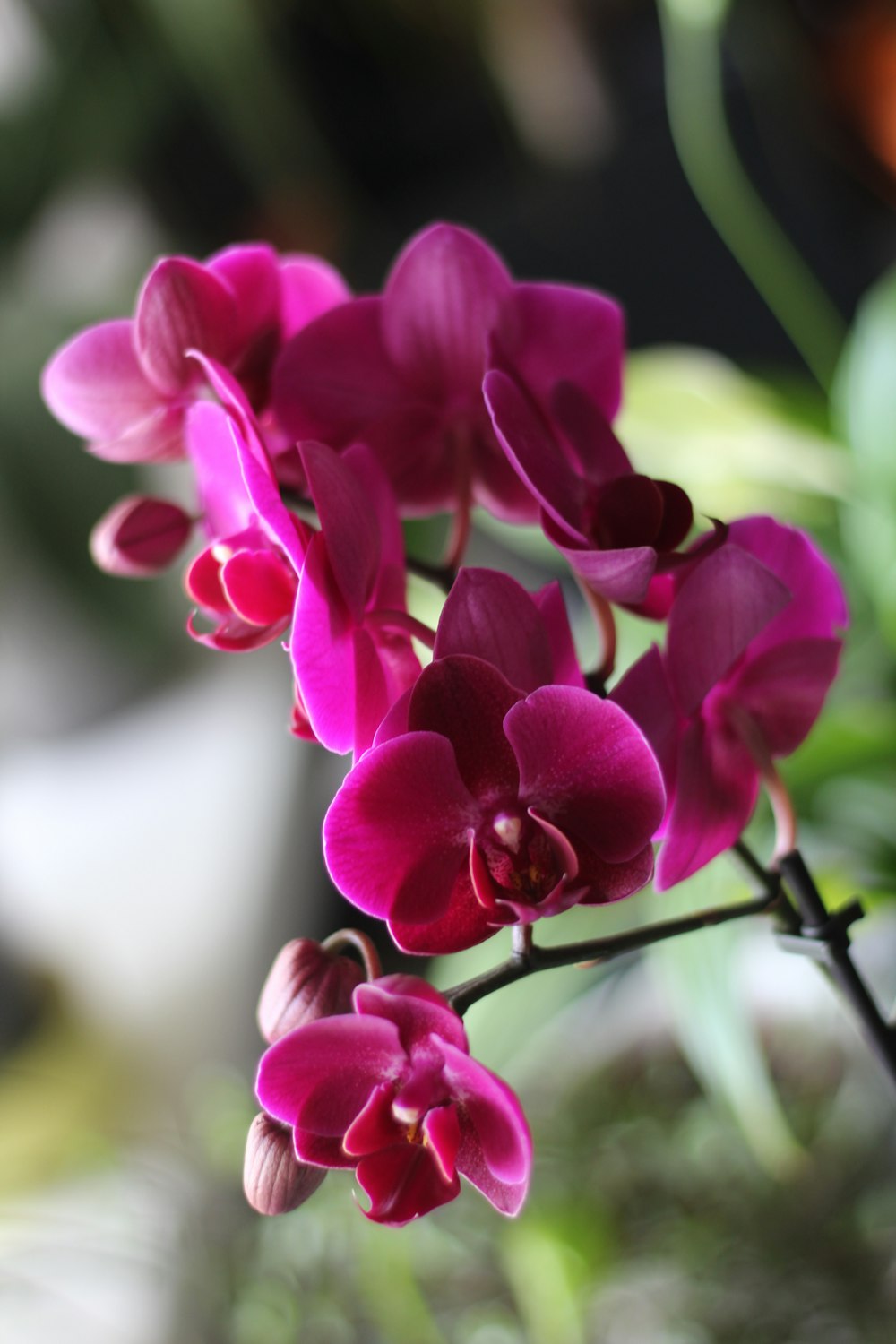 a close up of a pink flower on a plant