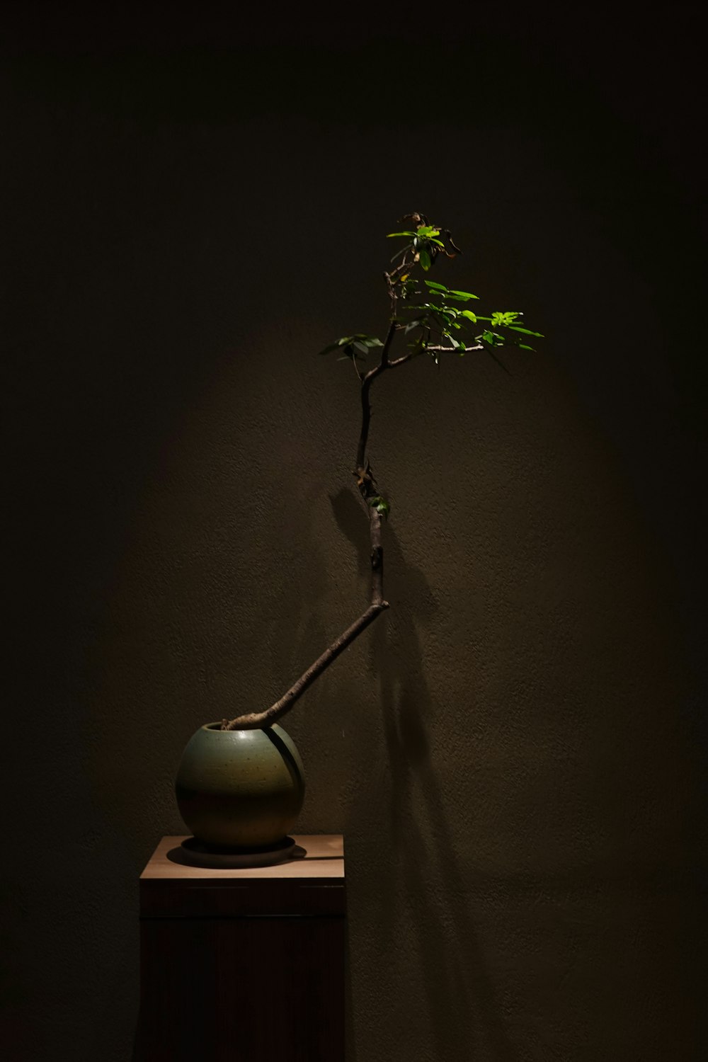 a bonsai tree in a vase on a table