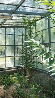 A greenhouse with large windows reveals a lush environment inside. Tall, leafy plants thrive along the inner perimeter, while sunlight filters through the glass, casting soft shadows and reflections. The greenery appears well-tended, with various smaller plants and patches of earth visible at their base.