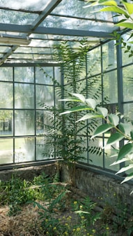 A greenhouse with large windows reveals a lush environment inside. Tall, leafy plants thrive along the inner perimeter, while sunlight filters through the glass, casting soft shadows and reflections. The greenery appears well-tended, with various smaller plants and patches of earth visible at their base.