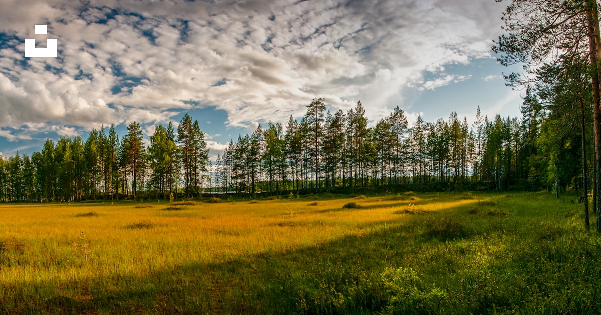 A wide open field with trees in the background photo – Free Landscape ...