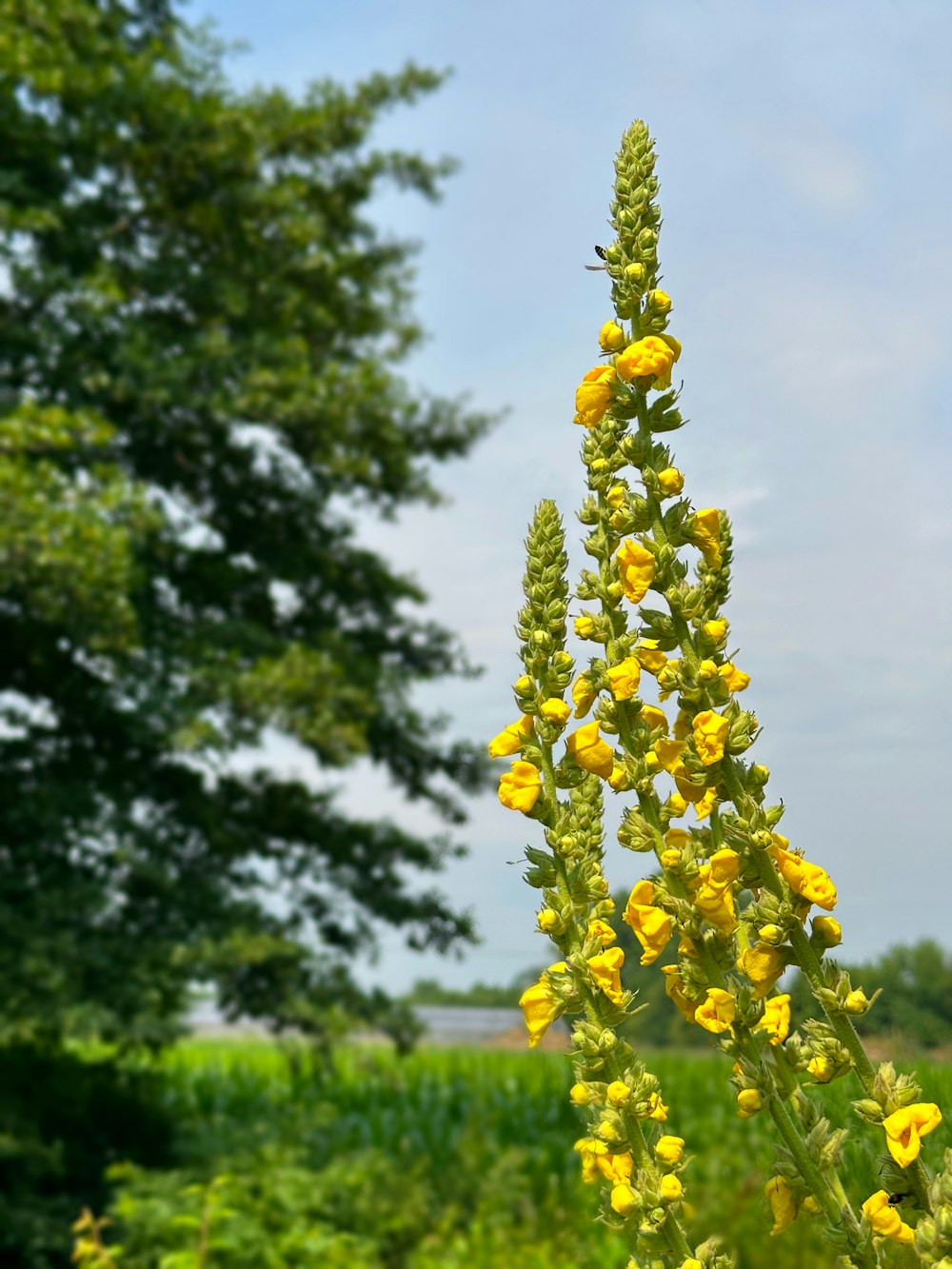 a tall plant with yellow flowers in a field