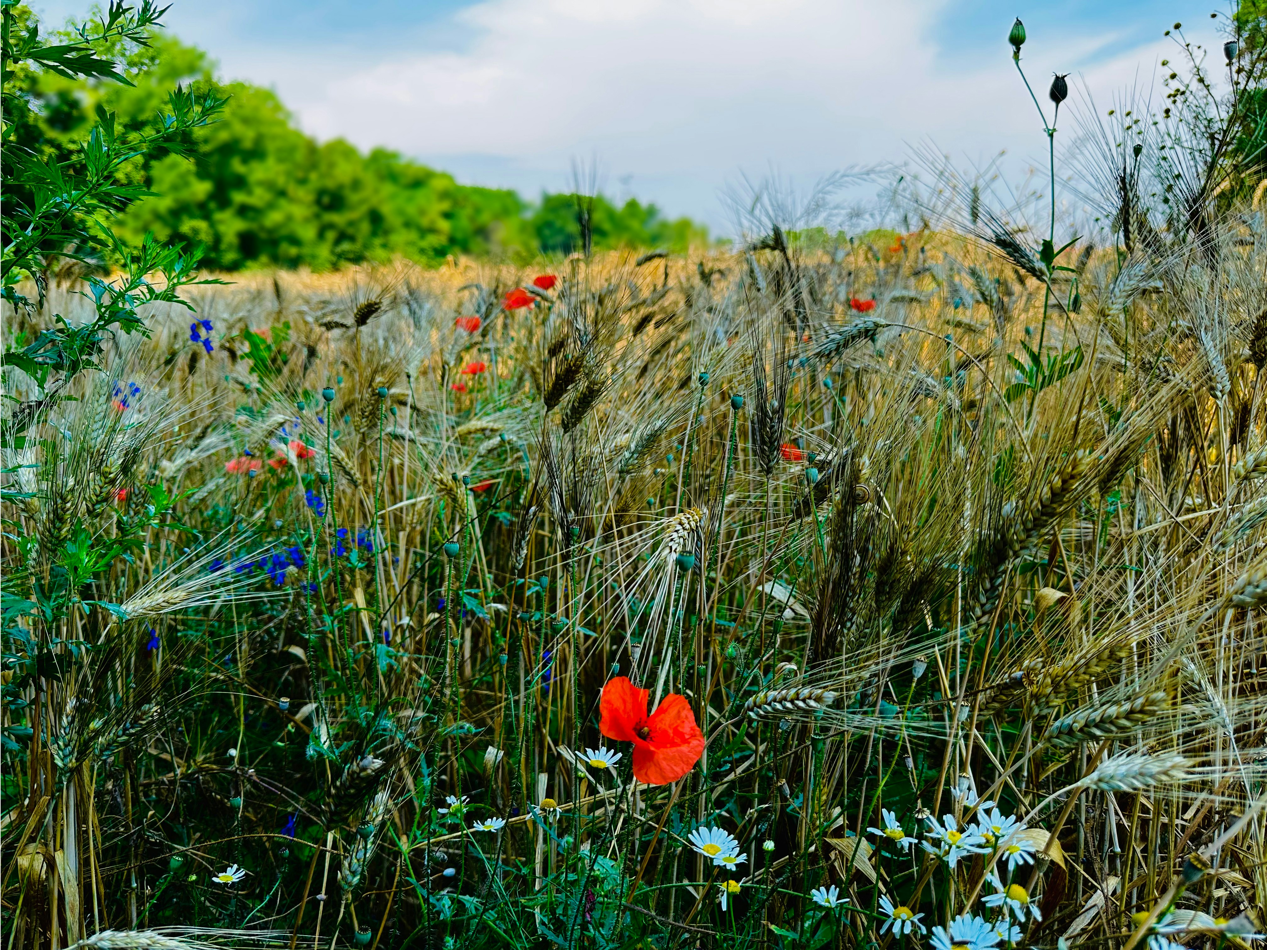 a red flower in a field of tall grass