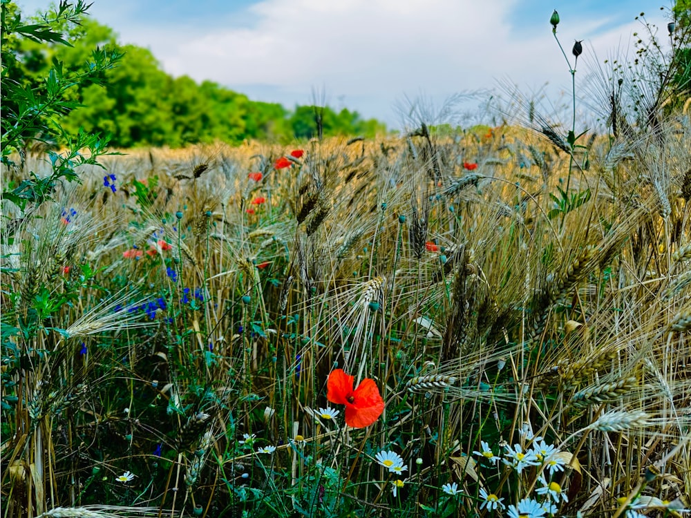 a red flower in a field of tall grass