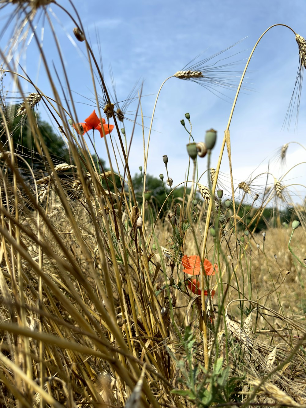 a field of tall grass with red flowers