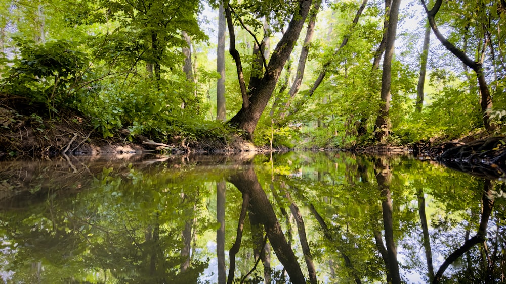 a body of water surrounded by trees and bushes