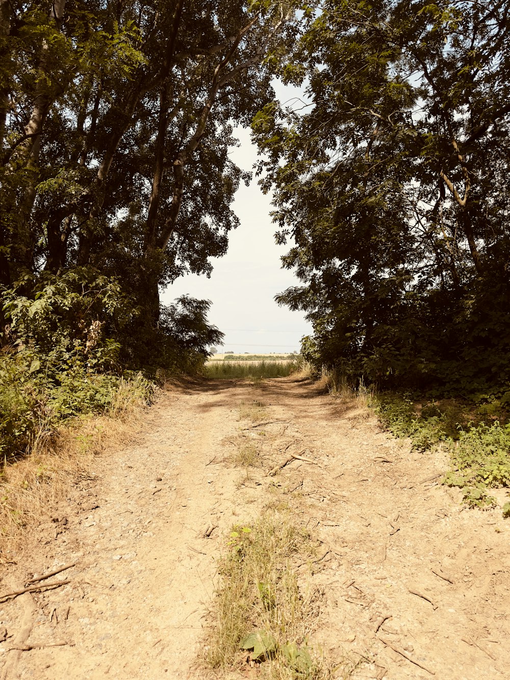 a dirt road surrounded by trees and grass