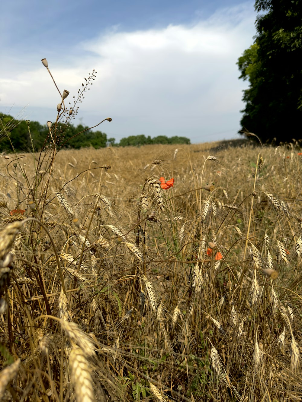 a field full of tall dry grass and red flowers
