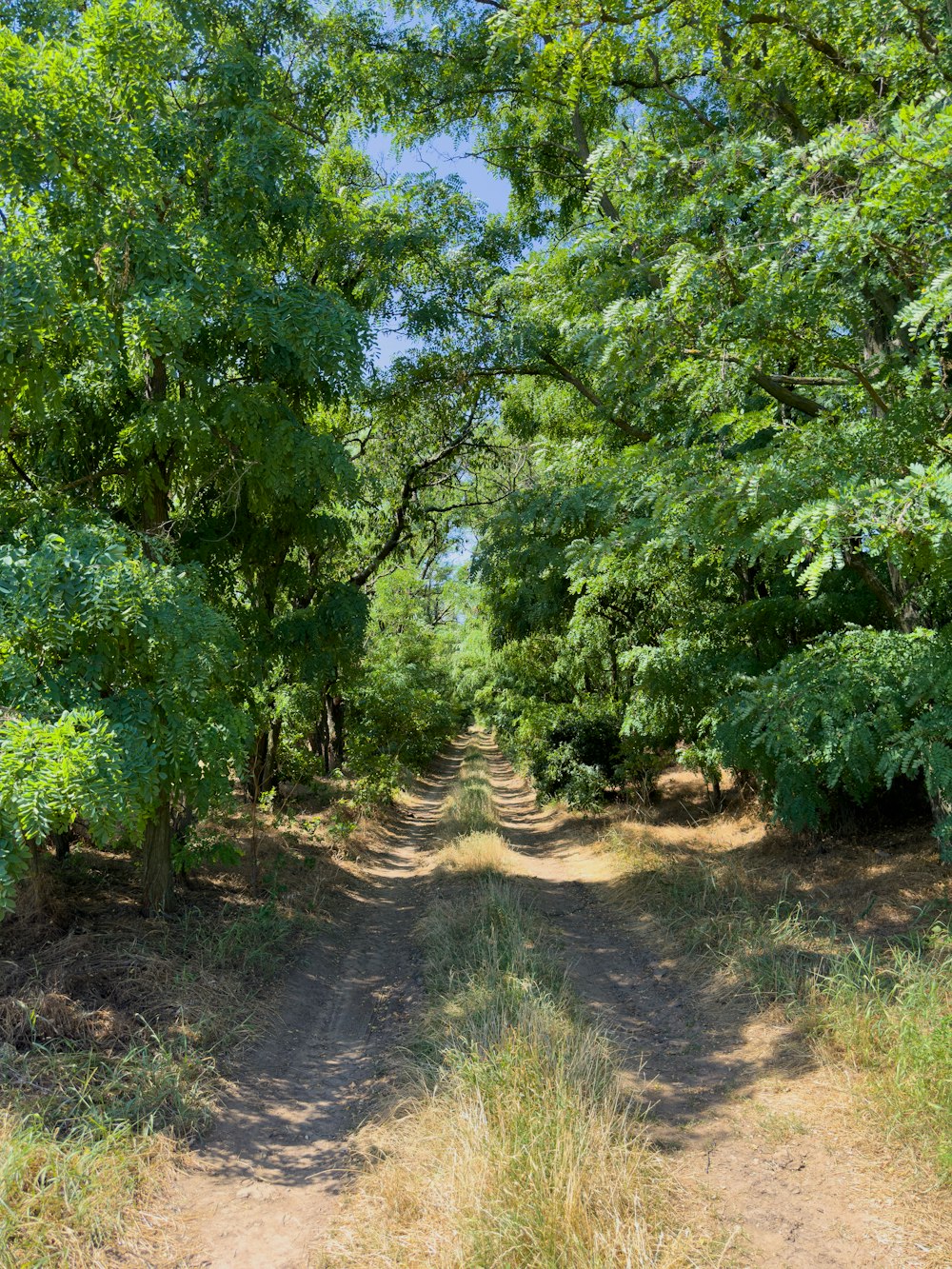 a dirt road surrounded by trees and grass