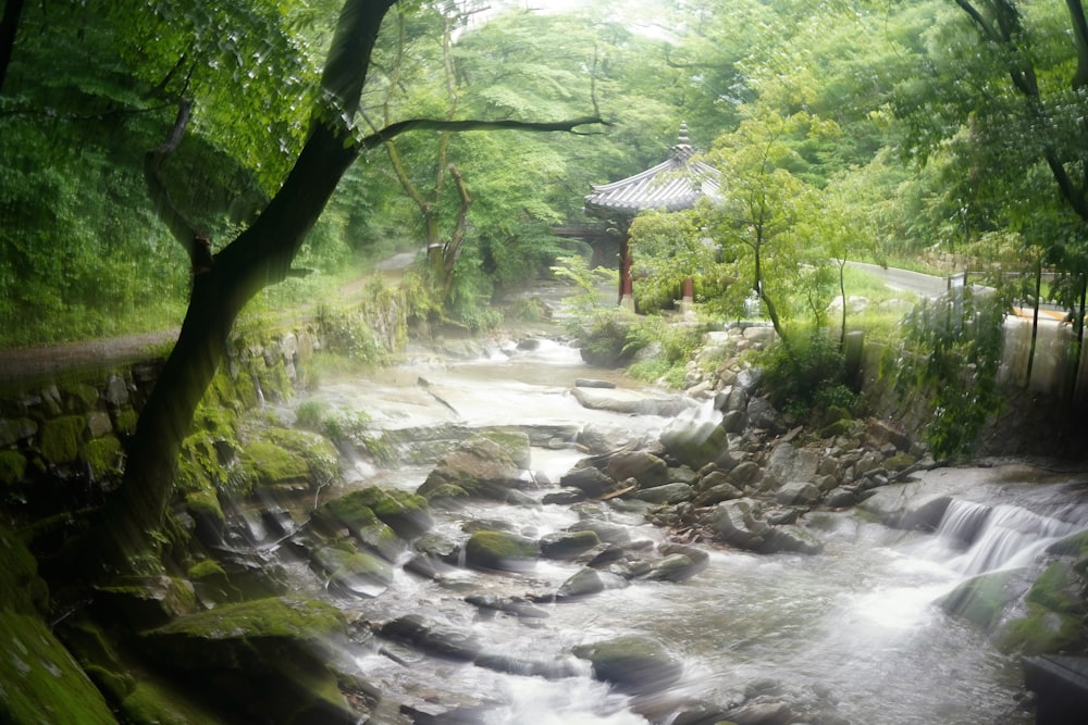 a stream running through a lush green forest