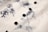 Close-up view of a white fabric with a black floral design pattern and black buttons sewn along one edge.