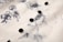 Close-up view of a white fabric with a black floral design pattern and black buttons sewn along one edge.