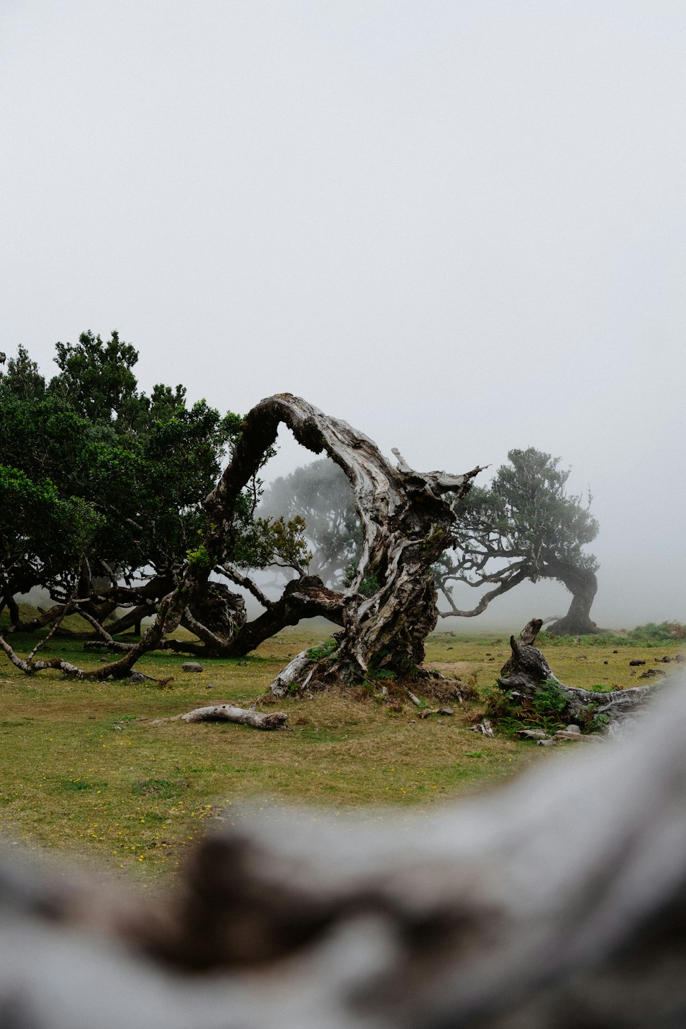 a tree that is standing in the grass