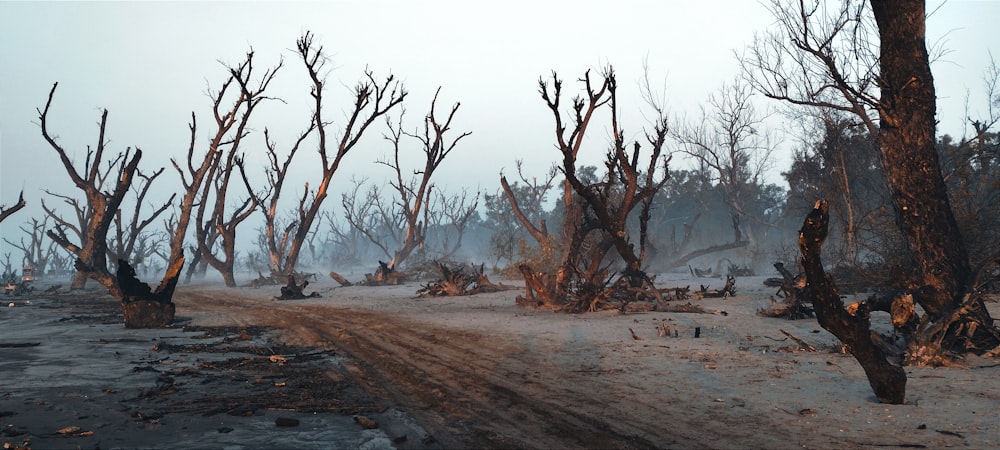 a dirt road surrounded by dead trees on a foggy day