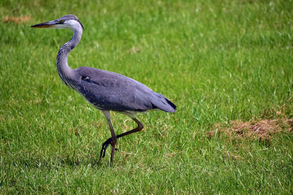 a large bird standing on top of a lush green field