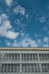 A flock of birds flies across a clear blue sky dotted with a few clouds, above a large building with a grid-patterned facade of windows.