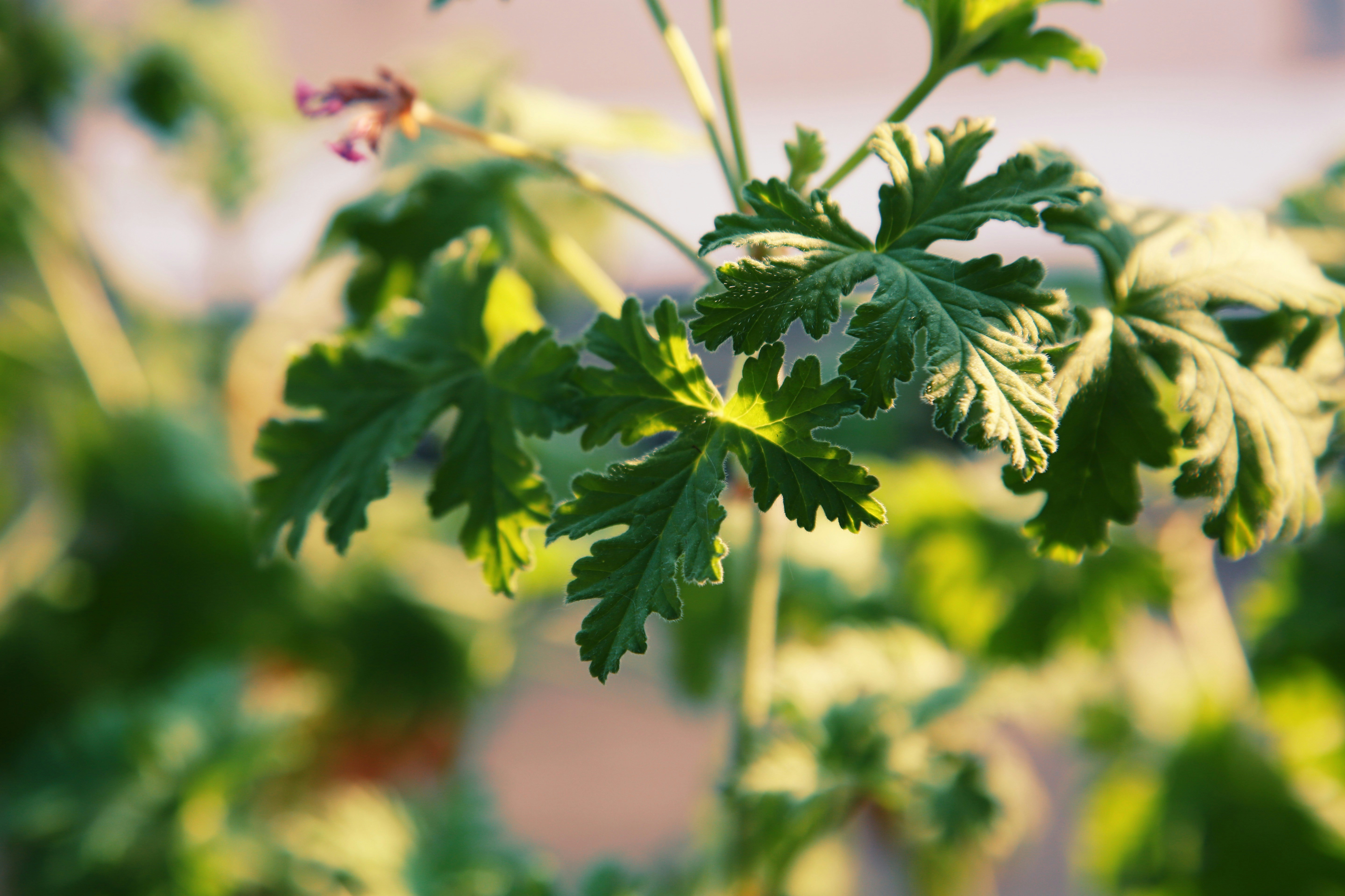 Photo by daninaviart