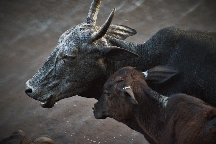 Cow and calf in Raigad, Maharashtra, India