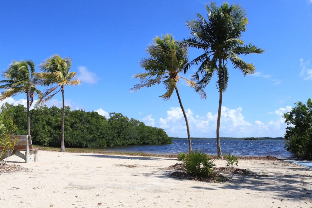 a sandy beach with palm trees and a bench
