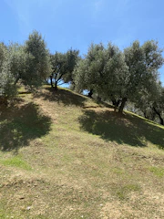Olive trees stretching across a gentle hillside under a clear blue sky.