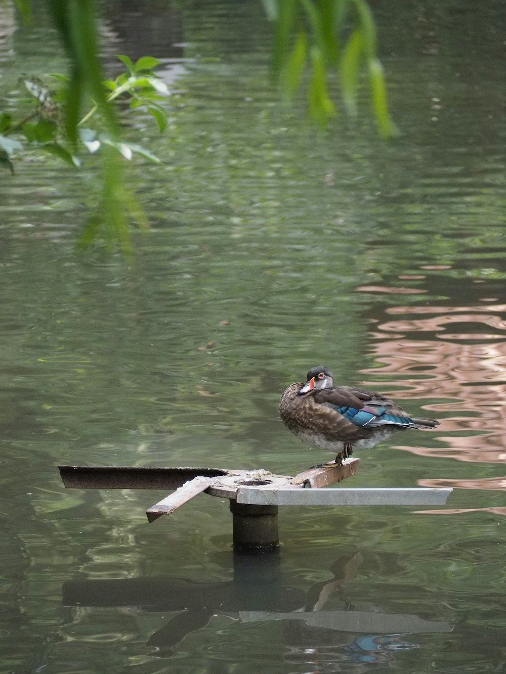 a bird sitting on a pole in a body of water