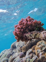 A vibrant coral formation, featuring bright red and orange hues, is prominently displayed underwater. The coral is attached to a rocky surface with clear, blue water in the background, giving a vivid and lively marine scene.