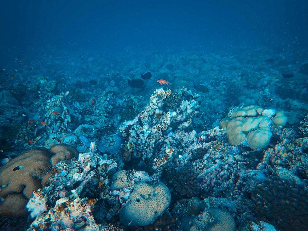 a large group of fish swimming over a coral reef