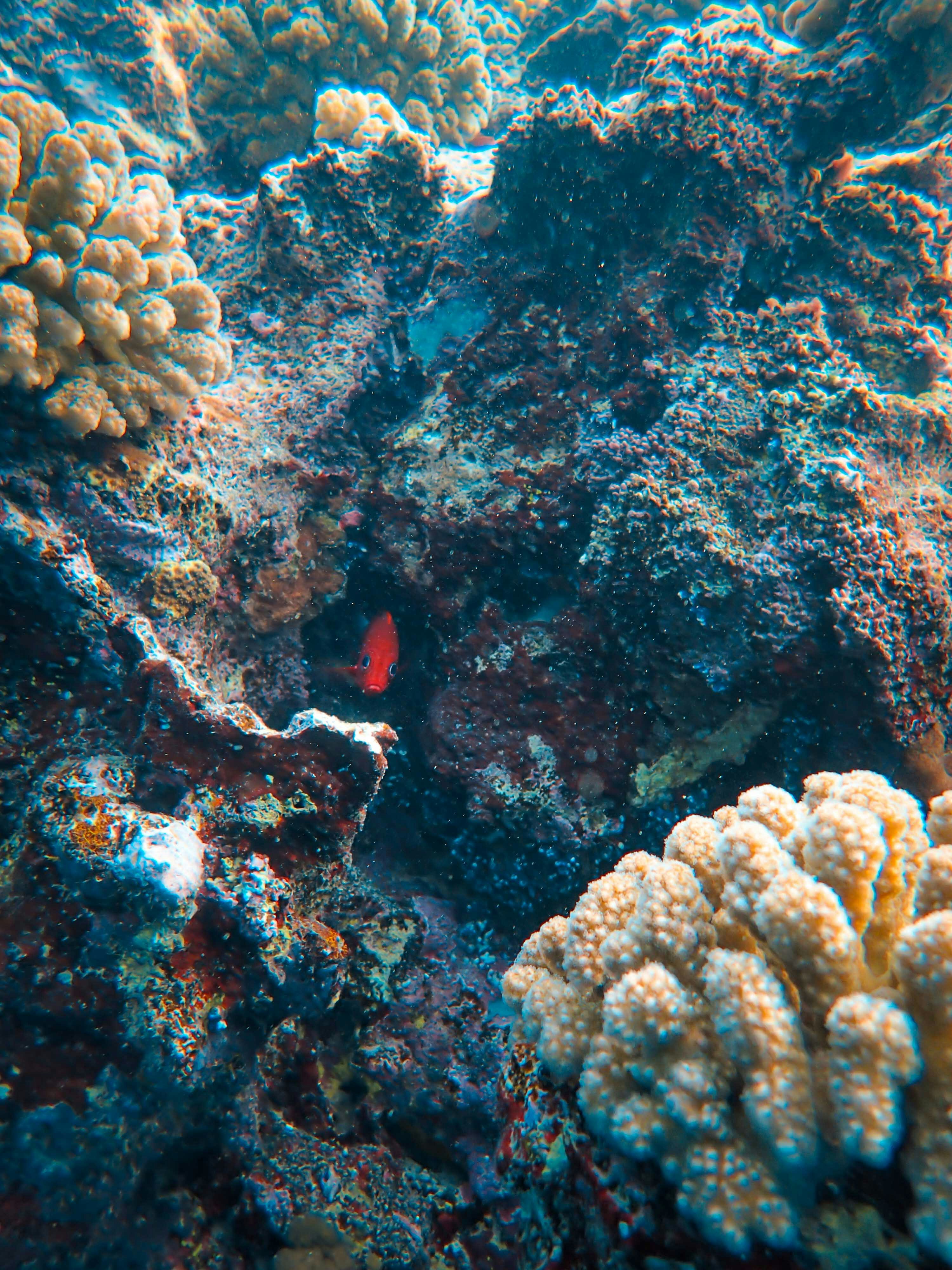 A diver exploring a colorful coral reef