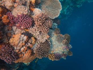Colorful coral reef featuring a variety of coral types in different shapes and textures, surrounded by deep blue water. The corals display vibrant pink, orange, and brown hues, contrasted by the clear ocean water that fades into darker shades.